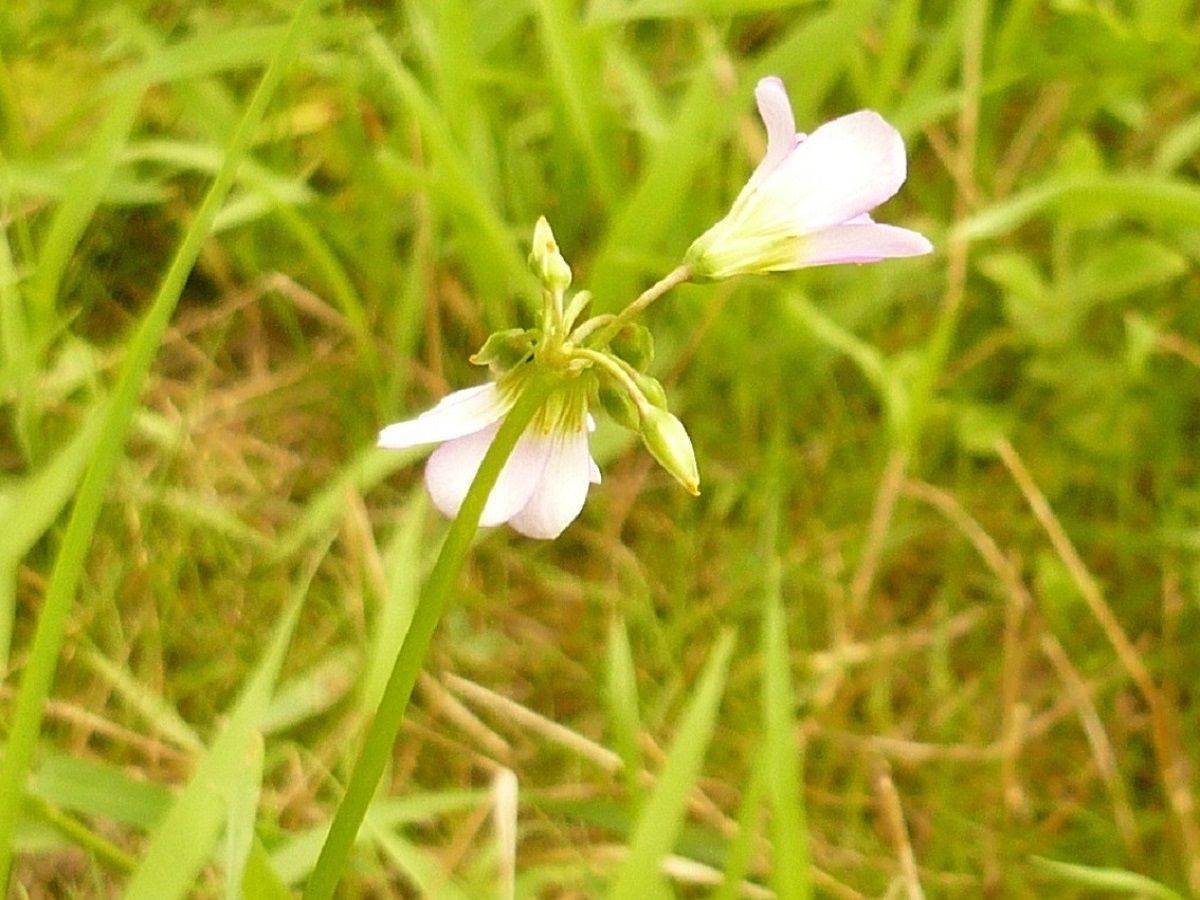 Oxalis latifolia (Oxalidaceae)